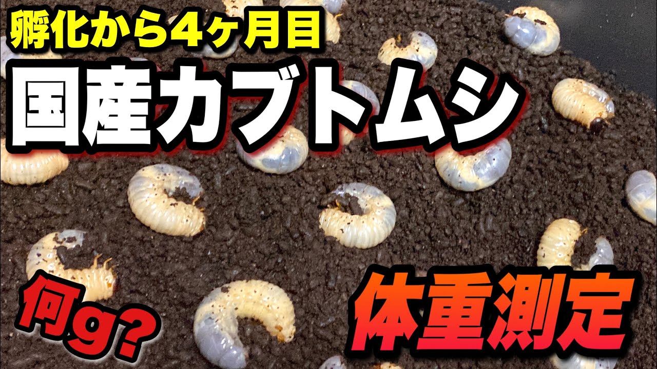How to care for Japanese rhinoceros beetle larvae: Changing food
