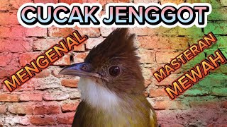 CUCAK JENGGOT BANYUWANGI| CIRI CIRI BURUNG CUCAK JENGGOT BERDASARKAN KTP