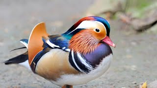 Magic Puzzles. Colorful Mandarin Duck 🦆 - My Gaming Town ♥ #Puzzles #JigsawPuzzles #AnimatedPuzzle