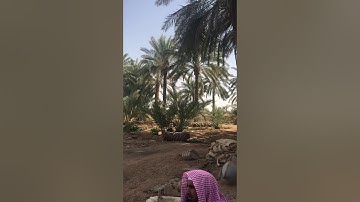 دحيم الحماد ١٤٤١هـ تلاوة آخر سورة البقرة في وادي الدواسر