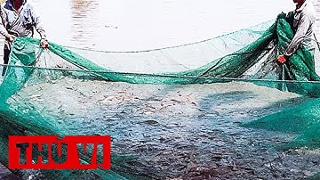 Kéo lưới bắt cá đồng mùa nước nổi