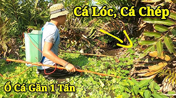 Vác Máy Kích Cá Truy Bắt Ổ Cá Chép Cá Lóc Nhiều Nhất Việt Nam | Thú Vui 3 Miền