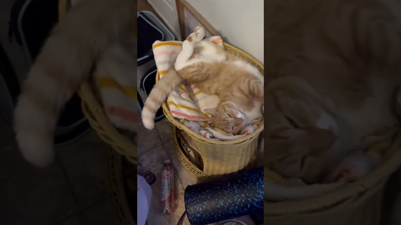 @layzah.muffintop #cat #cutecat 😲