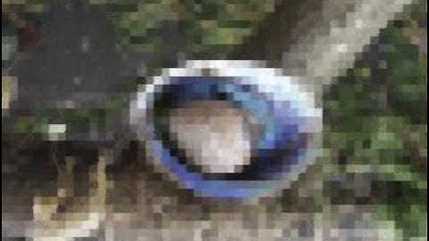 What can you do with a paua shell?