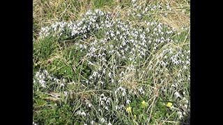 Sunday Morning Out and About Near Grindale Road Bempton East Yorkshire