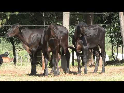 LOTE 100 • 28º LEILÃO MATRIZES TOP LEITE GIROLANDO BELA VISTA • 1623  1624  1631