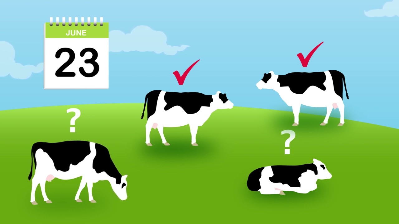 p4 gold   is my cow in heat Original