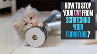 How Do You Stop Your Cat From Scratching Your Furniture?