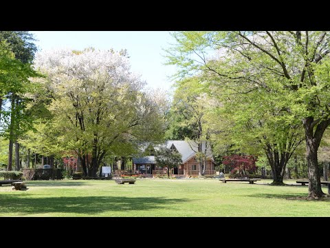 魔法使いの弟子　　さだまさし　みずほの自然の森公園の春