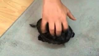 Vine Depo Oryantal Kaplumbağa