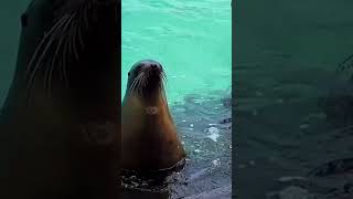 Captured in Alaska🦭#theluxemap #seo #alaska #sealife #foryou #shorts #shortsfeed #10millionview