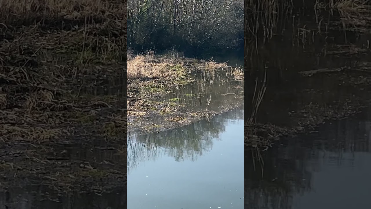 Find the hidden ducks