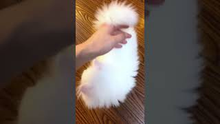 cute kitten