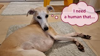 Will You Be A Good Whippet Owner - Let's Find Out