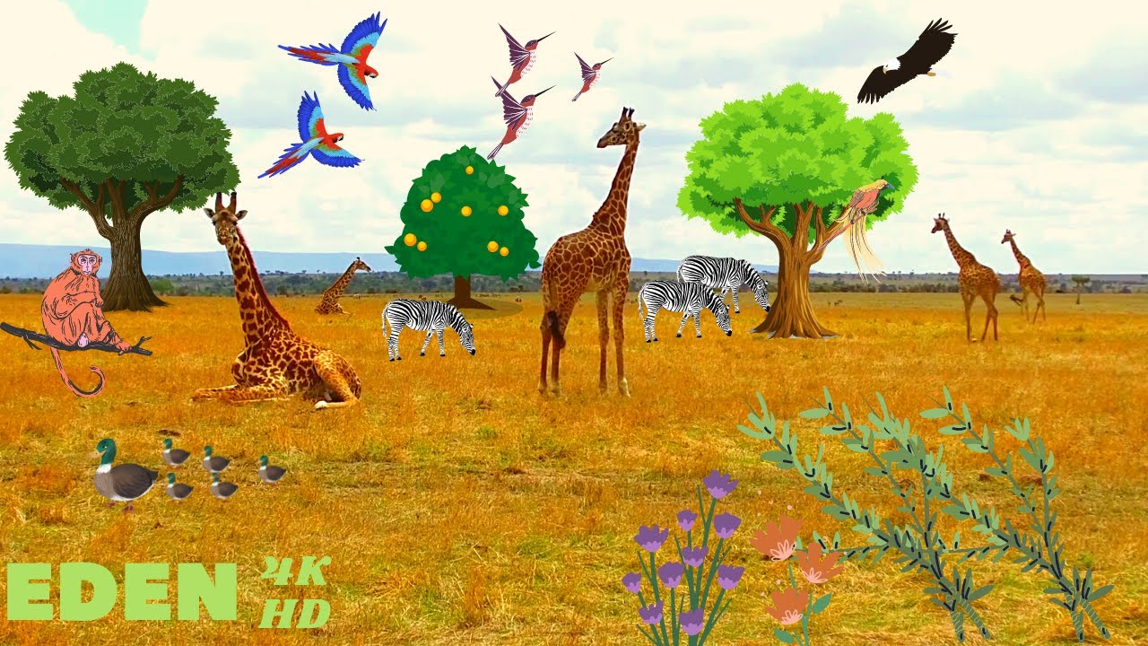 BELLE NATURE MUSIQUE COOL ET DÉCOUVERTE DIVERSES SUR LA BEAUTÉ DES ANIMAUX ET DES OISEAUX