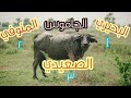 الجاموس المصري اللبن الجاموسي افضل من البقري Tarekabbasvo