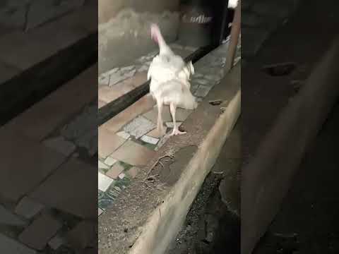 Https Open Spotify Com Track 1g6E3QI24QlKbr2klfNs4l Si GRcfh6pZSr2iwg3wkQKS7g 