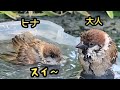 ヒナのお風呂は面白い 【すずめ日記】