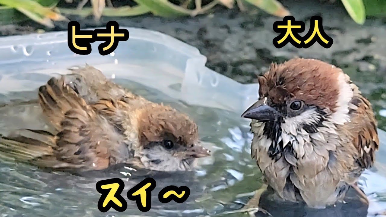 ヒナのお風呂は面白い 【すずめ日記】