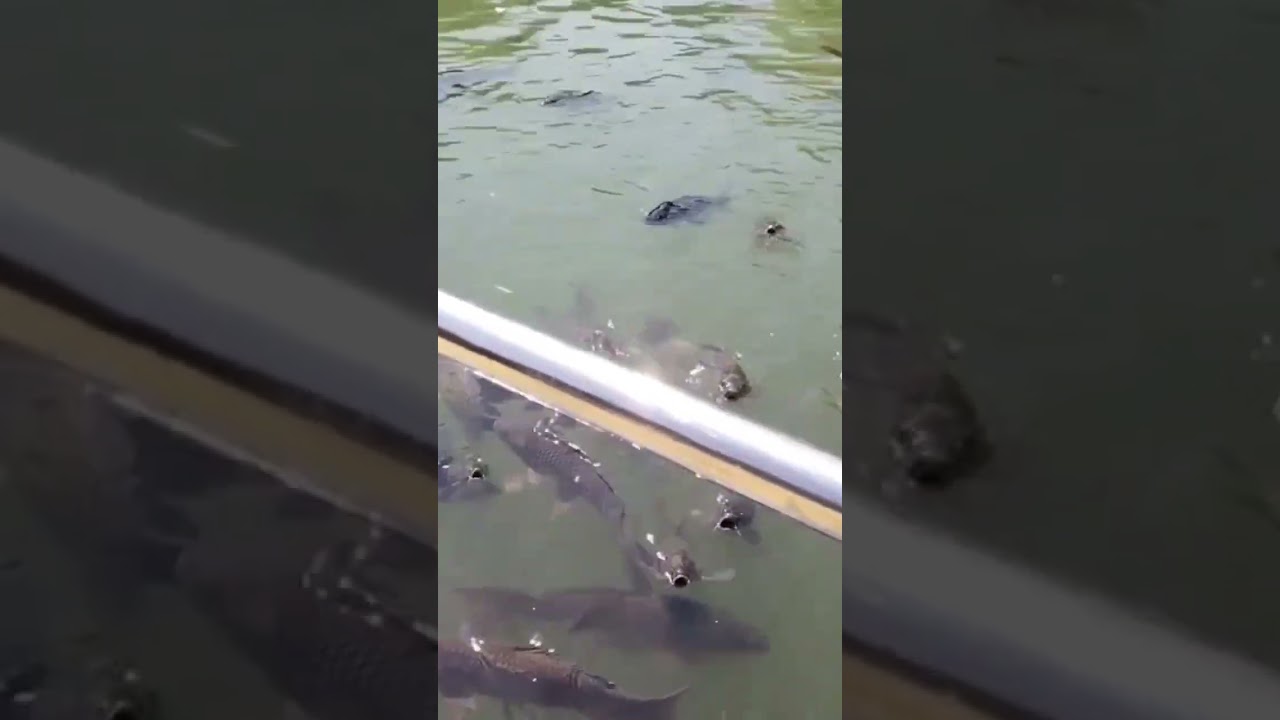 मछलियों का अद्भुत जाल