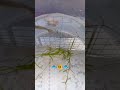 mommy fish #subscribemychannel
