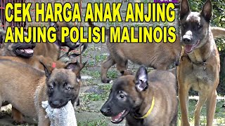 CHECK HARGA ANAK ANJING MALINOIS SUPER VERSI POLISI BELANDA