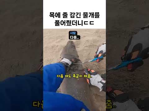 낚싯줄 끊어준 사람을 물개가 돌아본 이유ㄷㄷ thumbnail