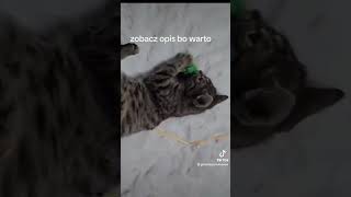 LINK DO ZBIORKI 👇👇https://pomagam.pl/r6h6c9 #pomocy #zbiórka