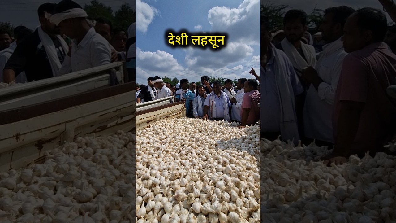 Chhipabarod Mandi Ka Lahsun Ka Bhav। Aaj Ka Lahsun Ka Bhav। 