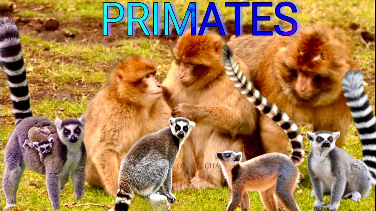 WHAT IS THE DIFFERENCE BETWEEN MONKEYS AND LEMURS? 