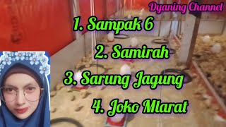 Tayub Tulungagung!! Sampak 6, Samirah, Sarung Jagung, Joko Mlarat