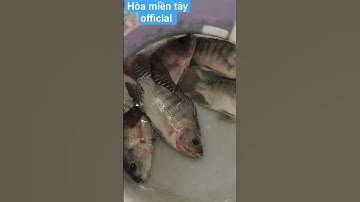 đi câu cá rô phi nè bà con 🤗 Hòa miền tây official 😍🤗