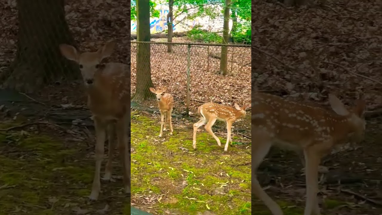 CUTE Baby Deer Siblings! 