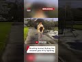 STREAMER GETS HIT BY LIGHTNING ON CAMERA 😬😬😬 #streamer #streamclip