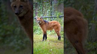 Did you know maned wolves are omnivores?