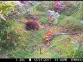 Snuffling Echidna