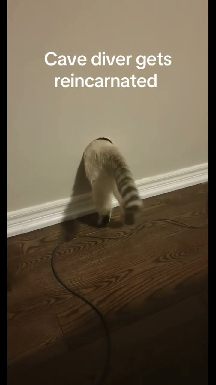 Kittyo reincarnated cave diver on a Saturday