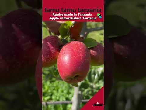 Video: Tufaha za Cortland ni Nini - Jifunze Kuhusu Huduma ya Miti ya Cortland Apple