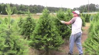 Pruning Christmas trees with Rotary Knife