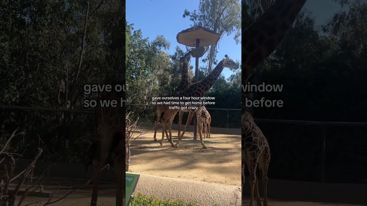 Homeschool on the go! San Diego Zoo field trip 🦁🦍☀️ #homeschoolingfun #homeschooling