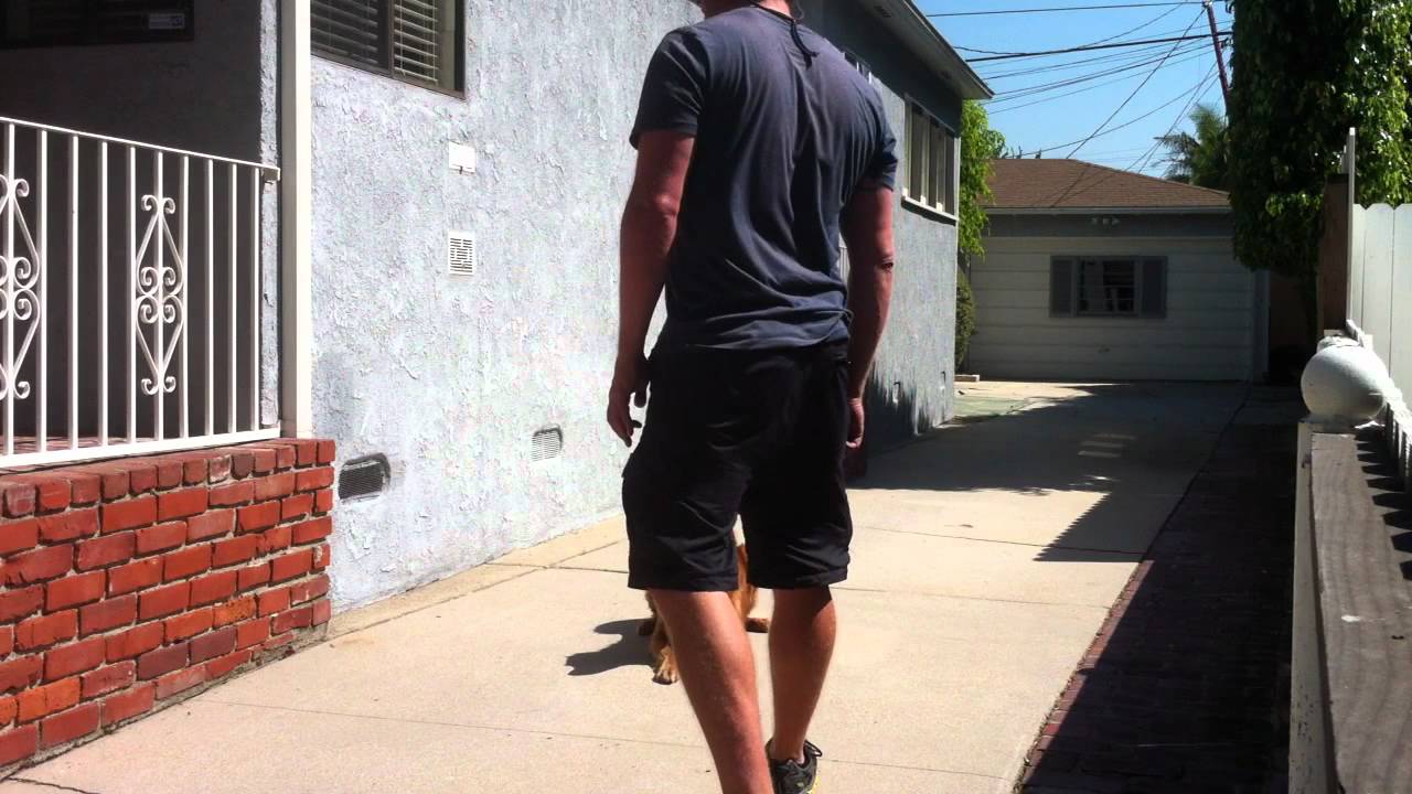 Working on DOWN/STAY with SADIE-K9Conservatory trainer Kurt Burk IMG_8180.MOV