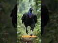 #Cassowary
