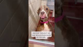 Download Lagu 10-Year-Old Sweetie Watched Everyone Get Adopted… Until Today 🥹#senior #dog #rescuestory #shorts MP3 Download Lagu 10-Year-Old Sweetie Watched Everyone Get Adopted… Until Today 🥹#senior #dog #rescuestory #shorts MP3