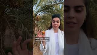 Saudis are flocking to the world's biggest date market, to get first access to fresh dates screenshot 3