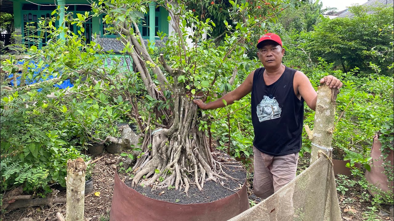 REVIUW TABUNGAN BONSAI BERSAMA CAK KAMIL😱😱😱 MINAT WA085150612663