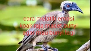 cara melatih cucak timor/koak raja macet bunyi agar mau bunyi lagi