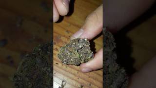 Most Purple Marijauna Buds Ever