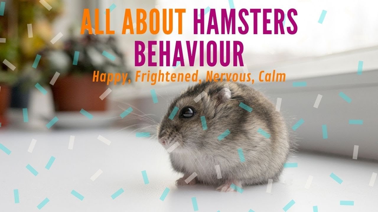 How Can You Tell If Your Hamster is Happy, Frightened, Nervous, Calm
