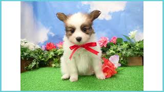 Coo&RIKU No.00746428 パピヨン - YouTube