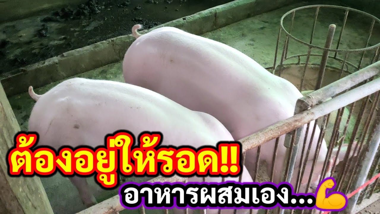 อาหารแม่พันธุ์ลดต้นทุน  ต้องรอดในสภาวะอาหารหมูแพง l KruThan พาทำ | เนื้อหาล่าสุดเกี่ยวกับราคา อาหาร หมู